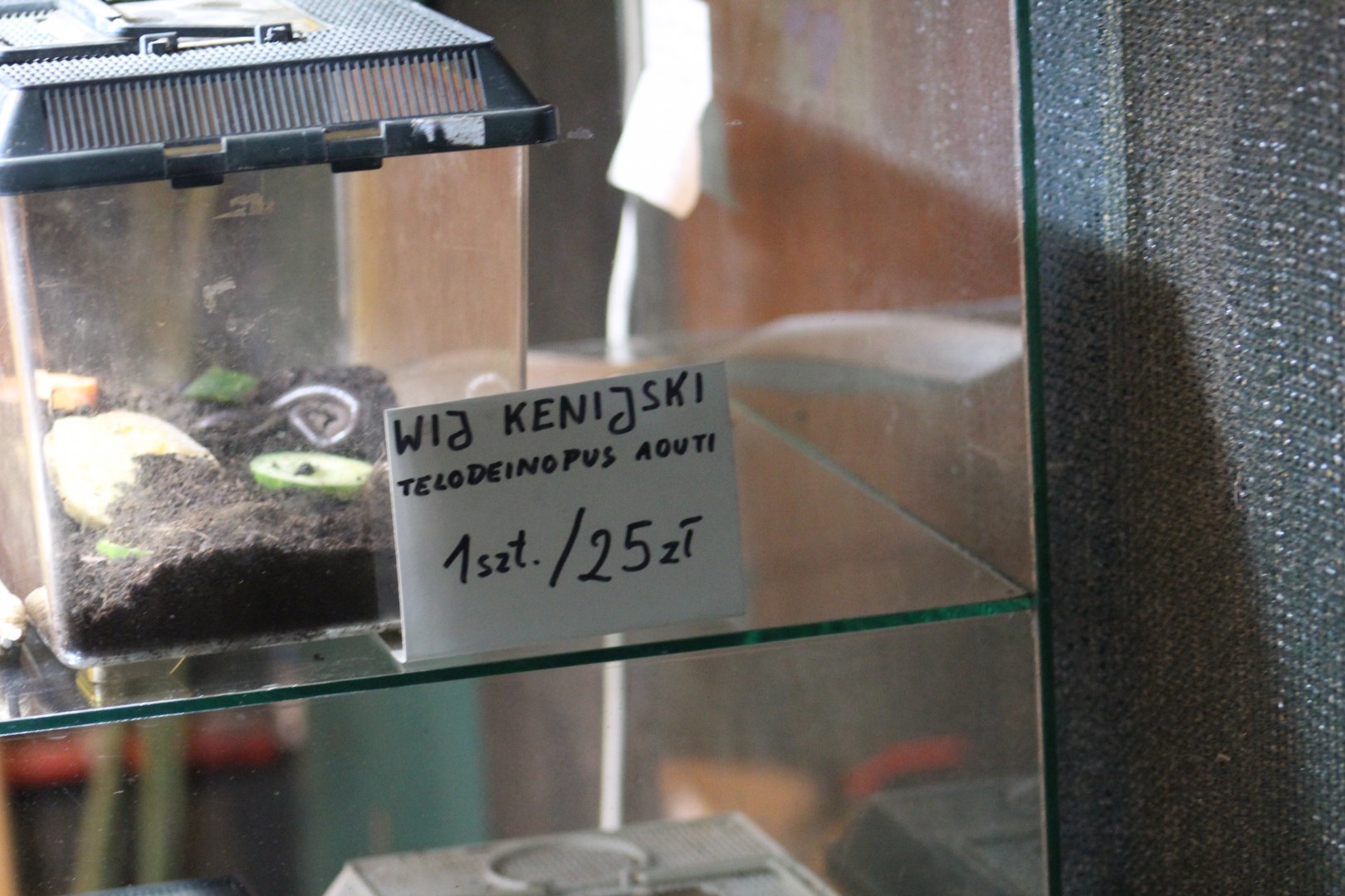 Millipedes for Sale!