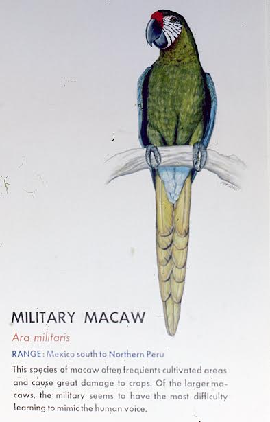 Millitary Macaw 1976 sign