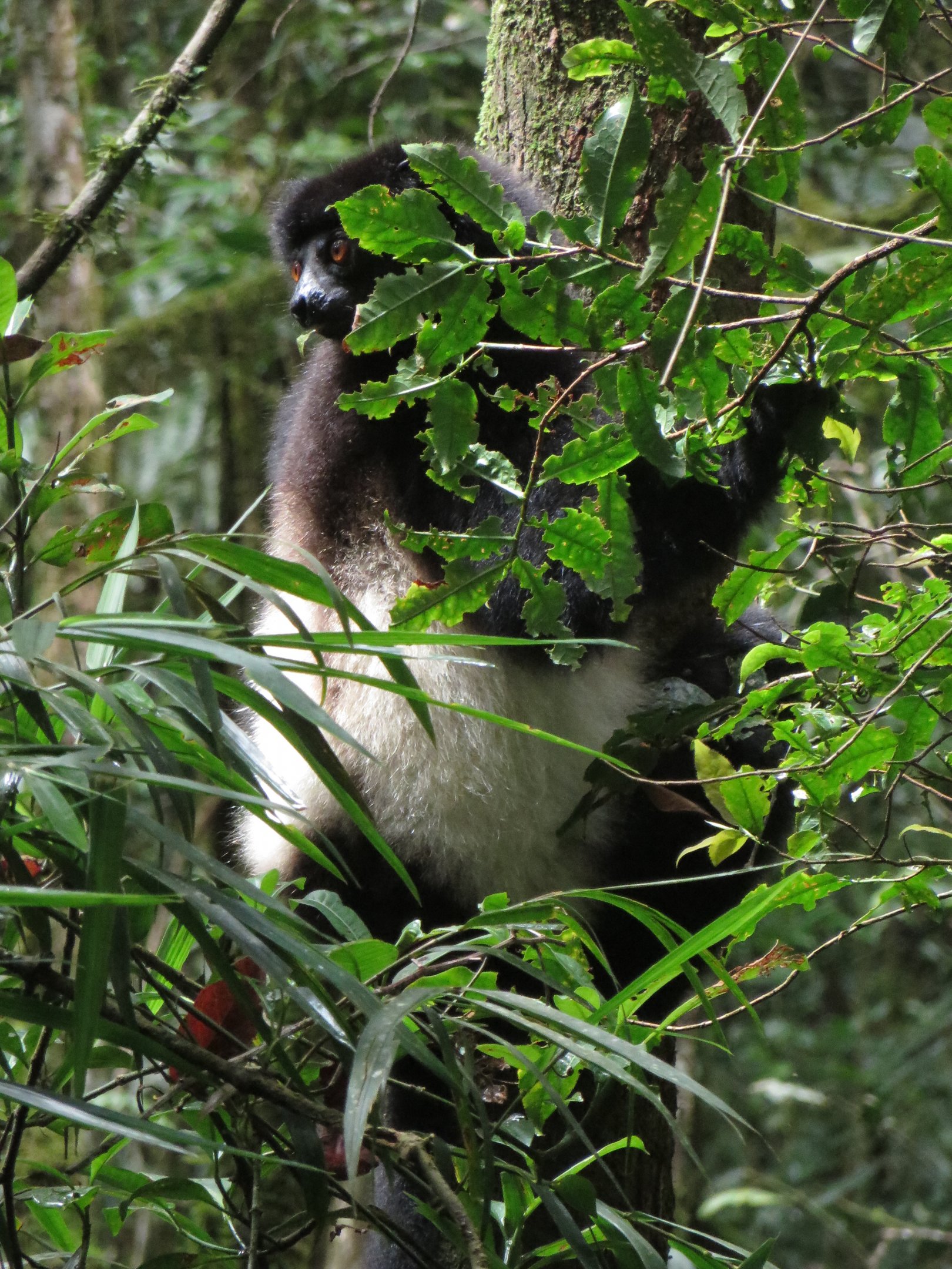 Milne-Edwards sifaka