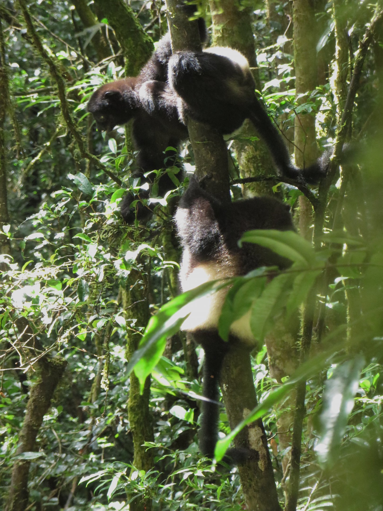 Milne-Edwards sifaka