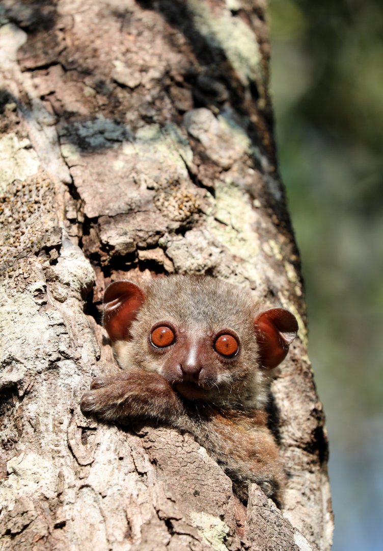 Milne-Edwards' sportive lemur (Lepilemur edwardsi)