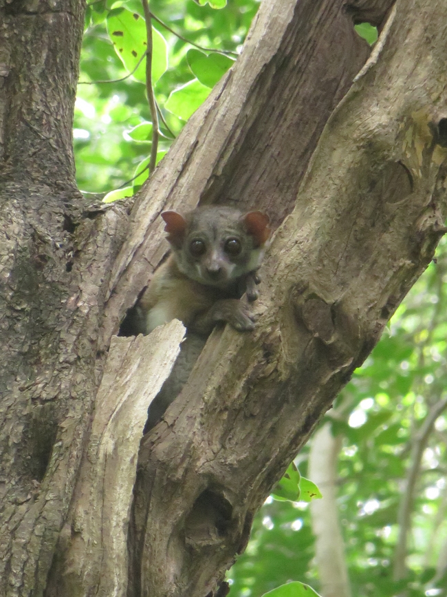 Milne-Edwards sportive lemur