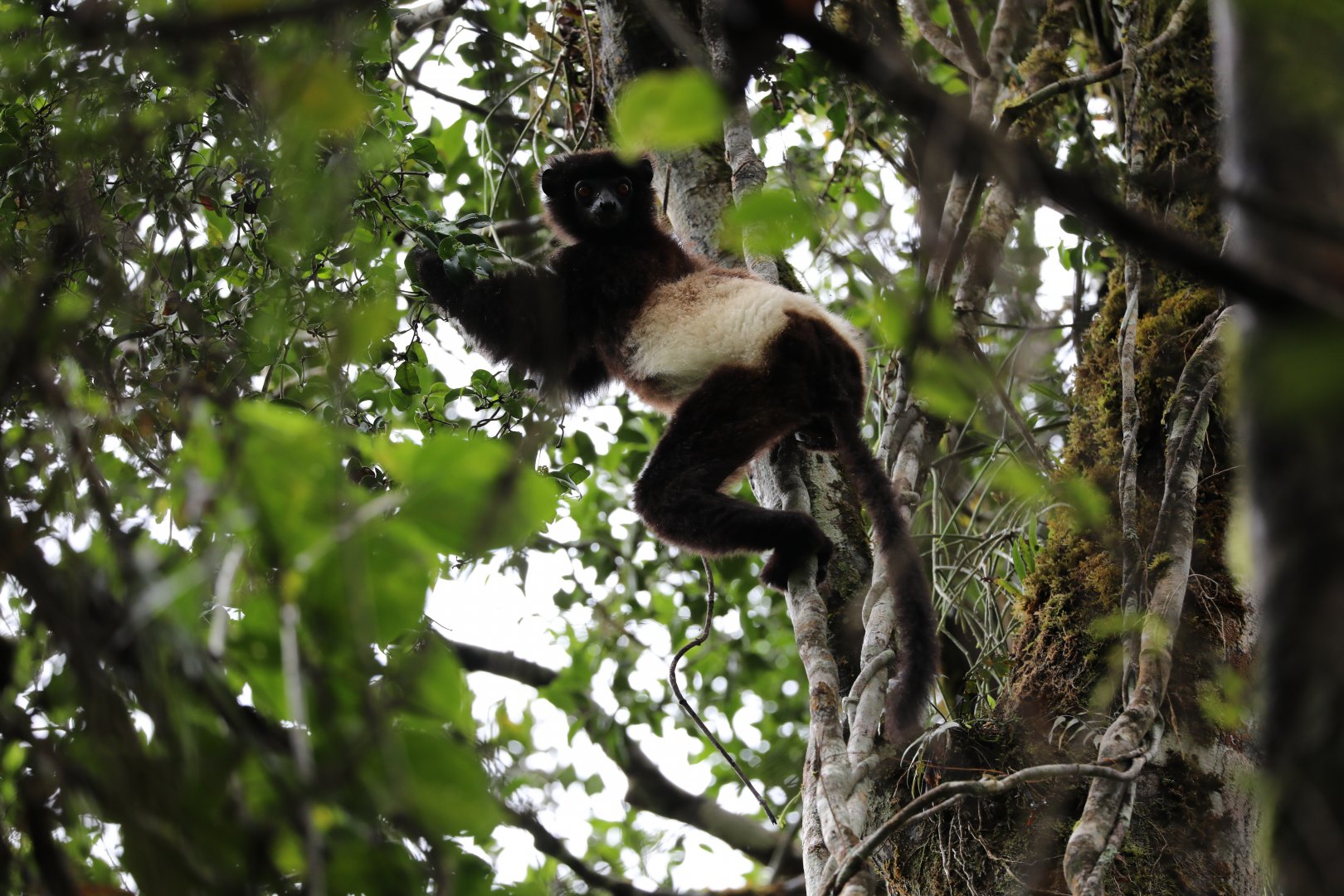 Milne-Edwards's sifaka (Propithecus edwardsi)