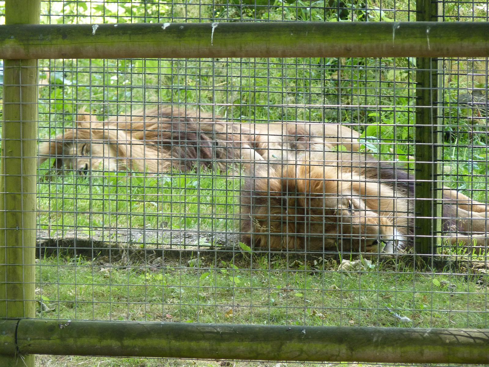 Milo and Moonlight the Barbary Lions