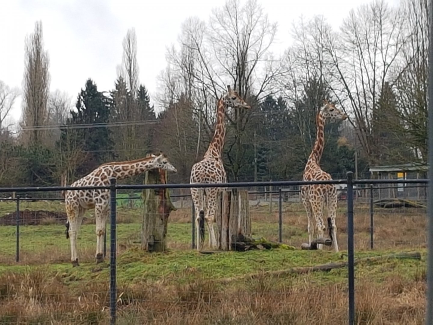 Milo, Jenga, & Jagar (Rothschild's Giraffes)