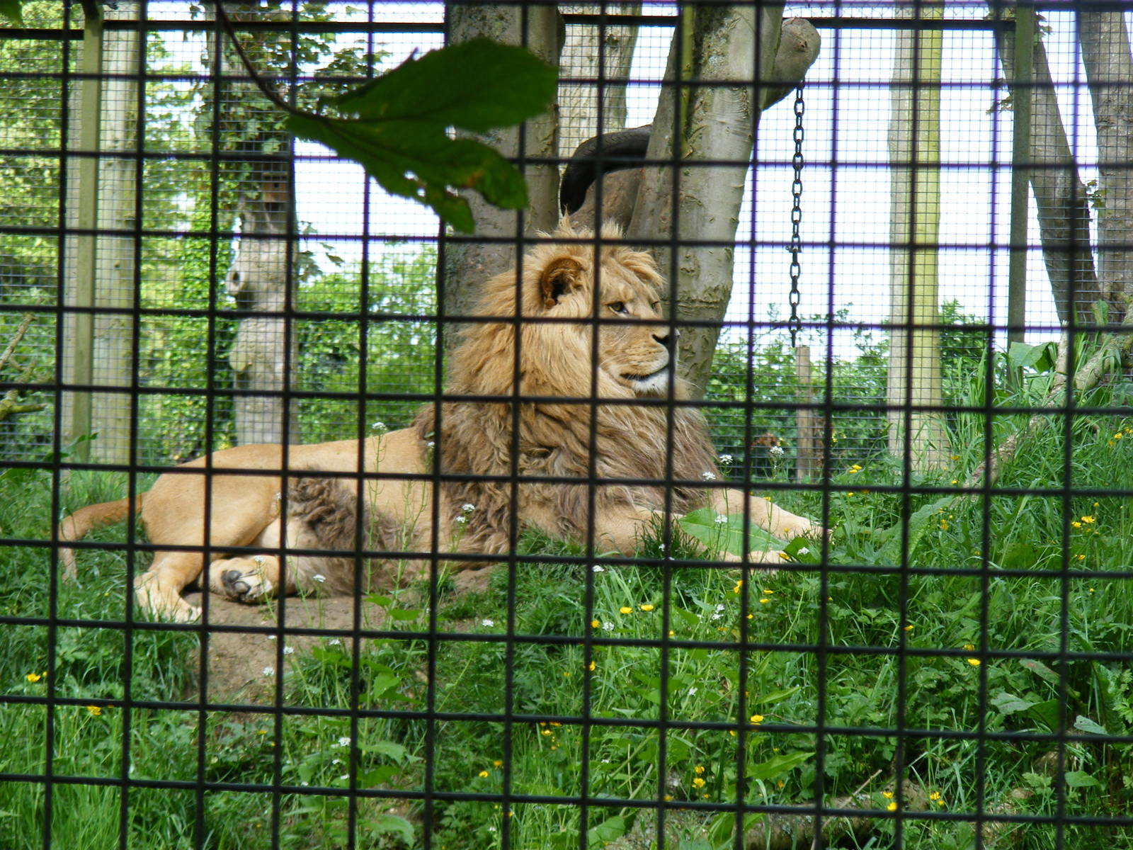 Milo or Moonlight the barbary lion at Port Lympne Wild Animal Park, 16 May