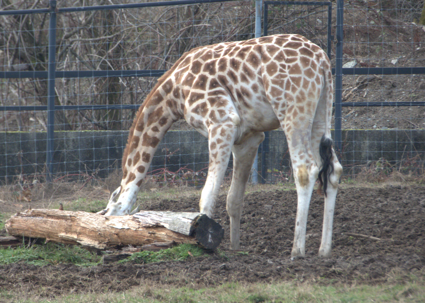Milo (Rothschild's giraffe)