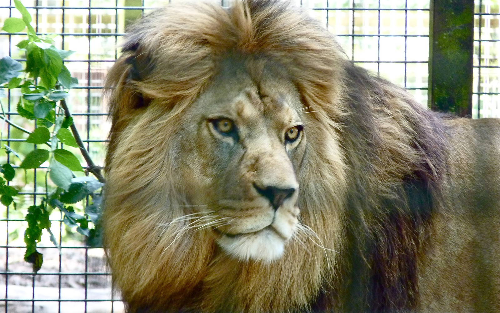 Milo the Barbary Lion