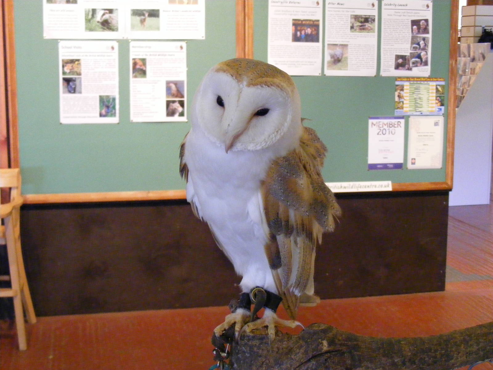 Milo the barn owl at British Wildlife Centre, 29 May 2010