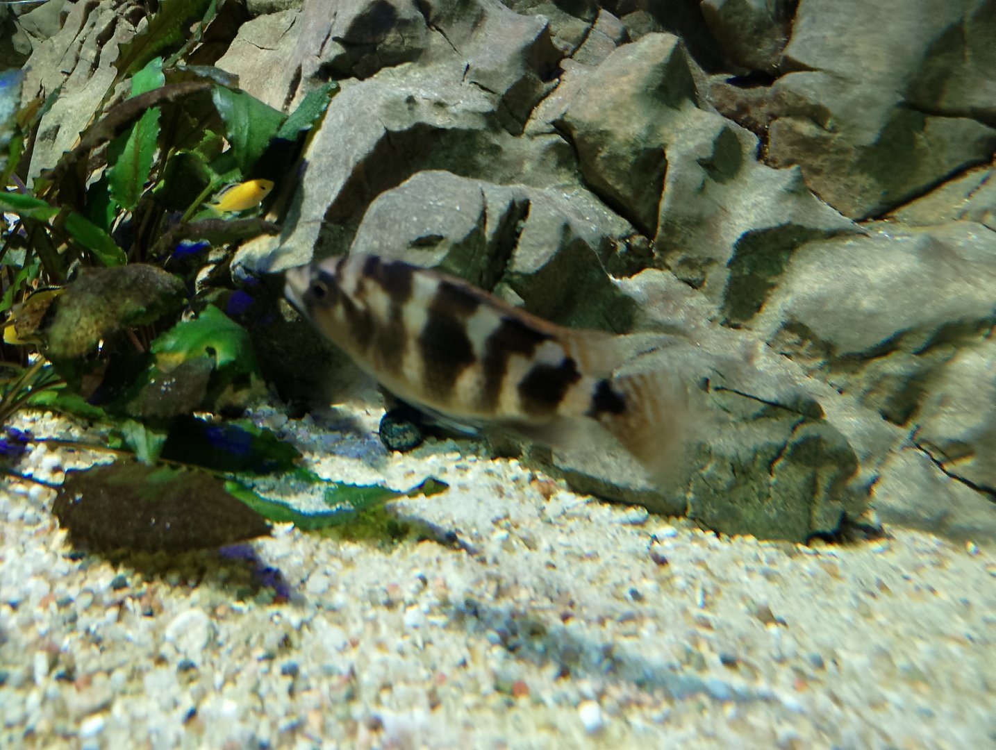 Milomo cichlid