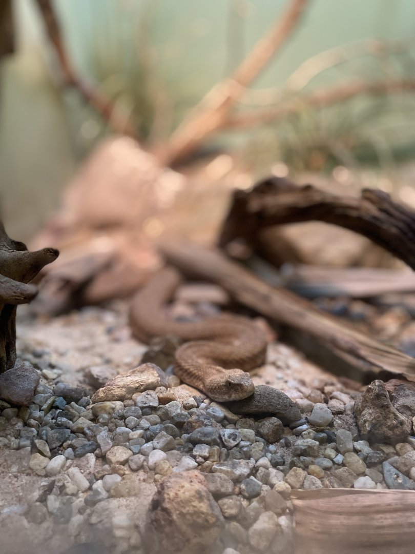 Milos Viper - Bronx Zoo