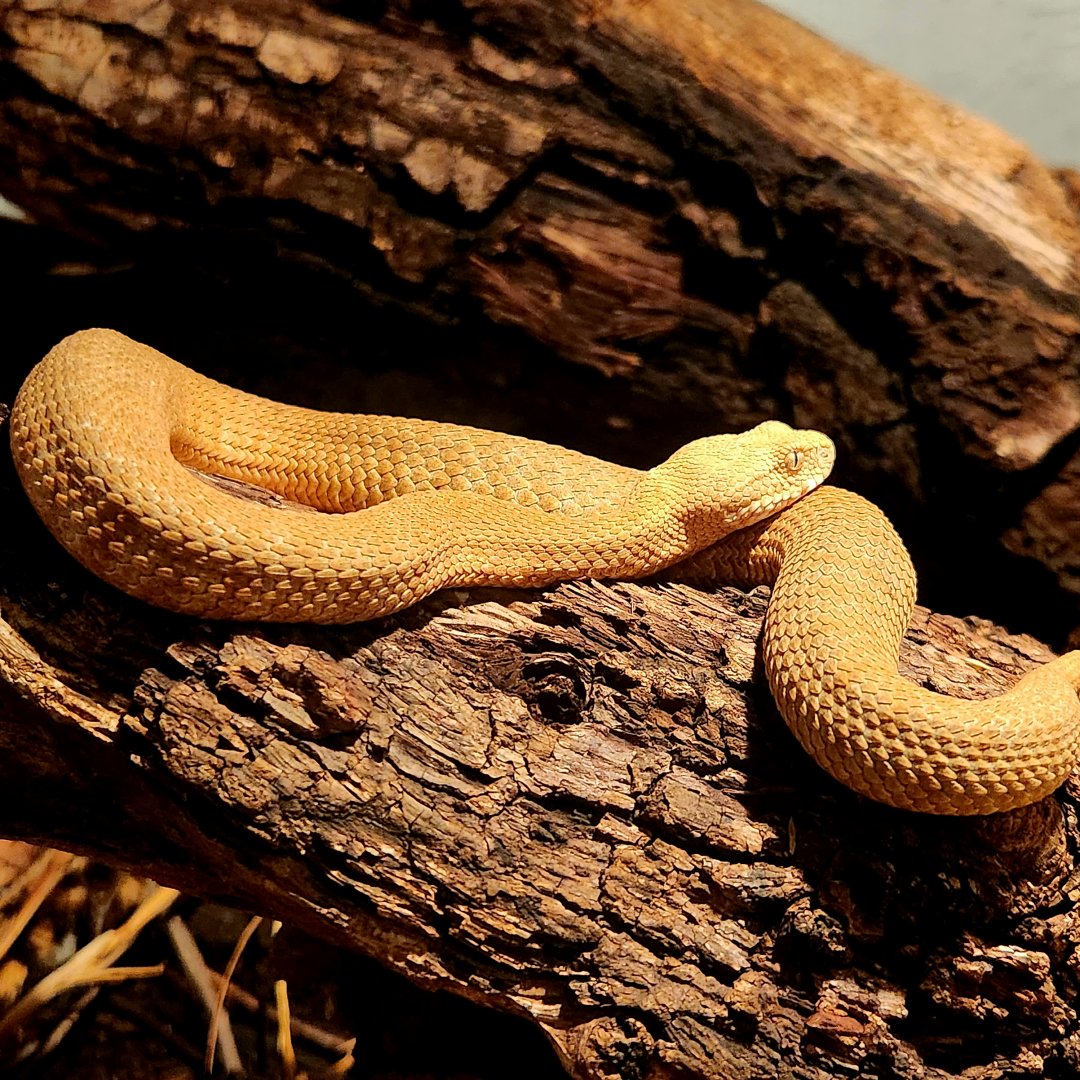 Milos Viper (Macrovipera lebetinus schweizeri)