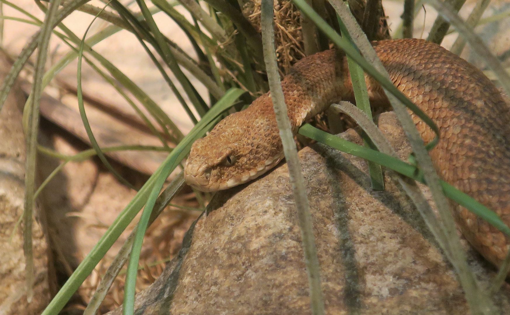 Milos Viper (Macrovipera schweizeri)