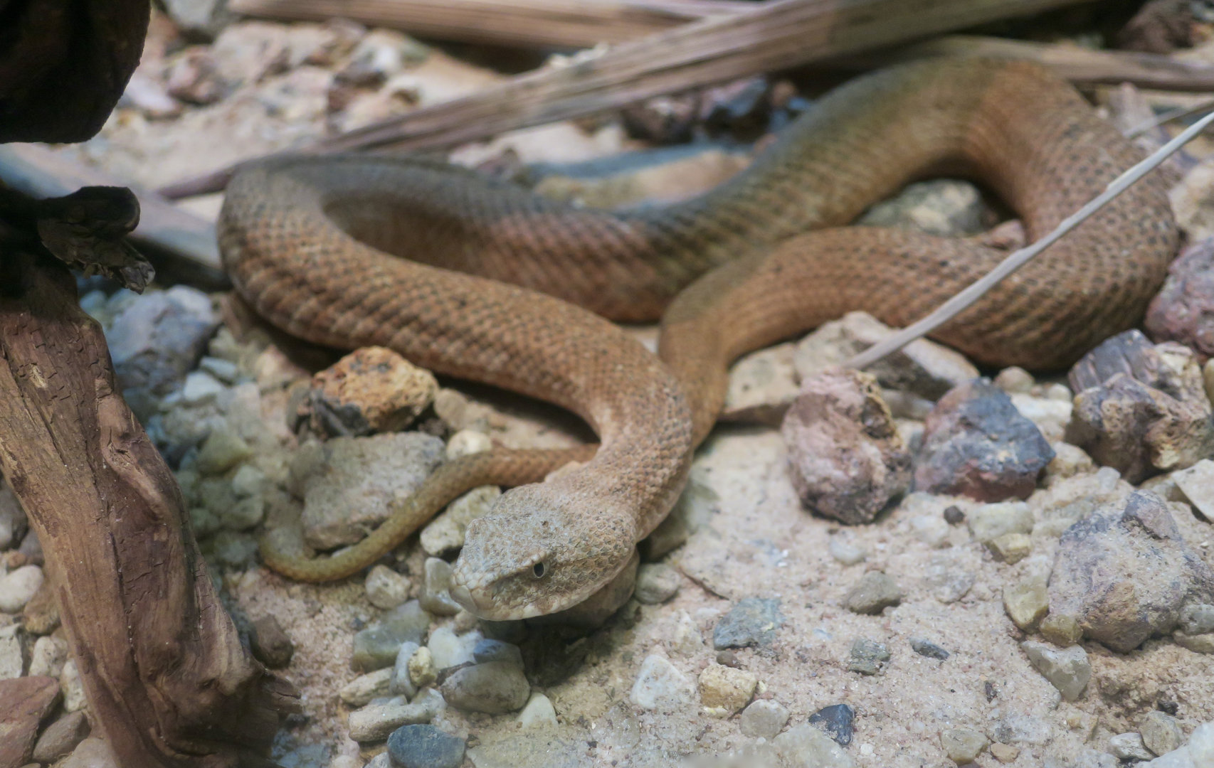 Milos Viper (Macrovipera schweizeri)