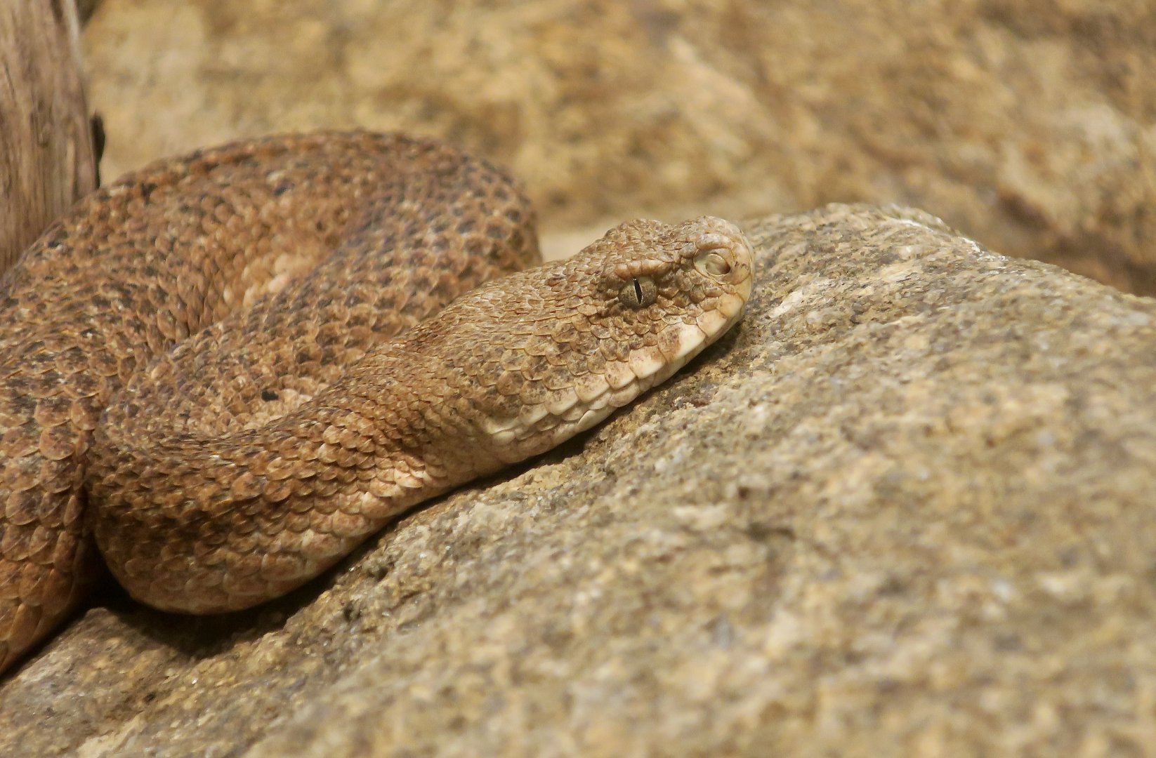 Milos Viper (Macrovipera schweizeri)