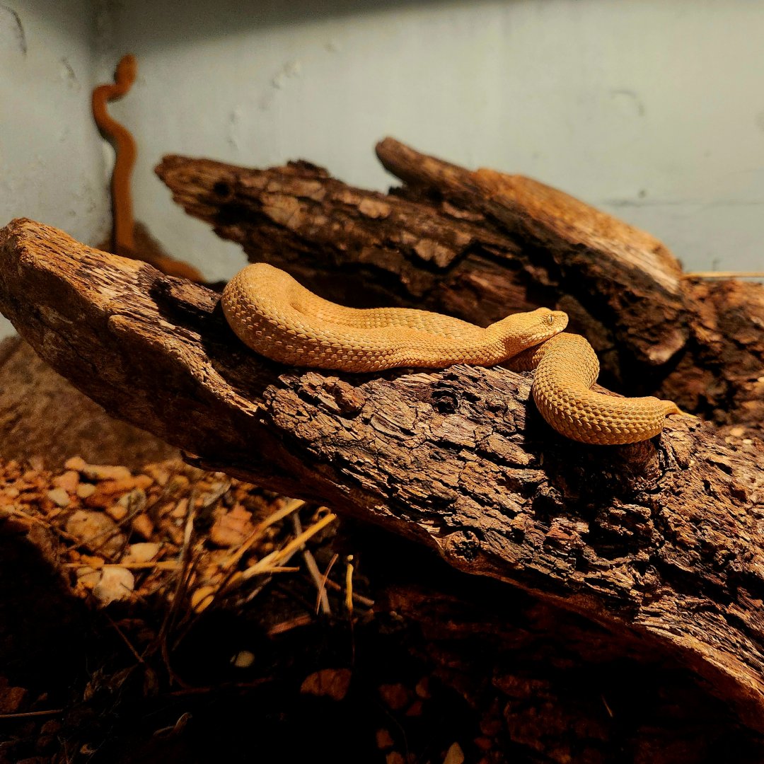 Milos Vipers (Macrovipera lebetinus schweizeri)