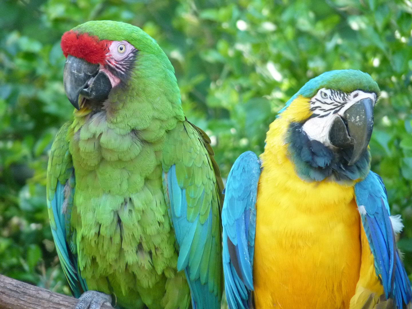 Miltary and Blue and Gold macaw