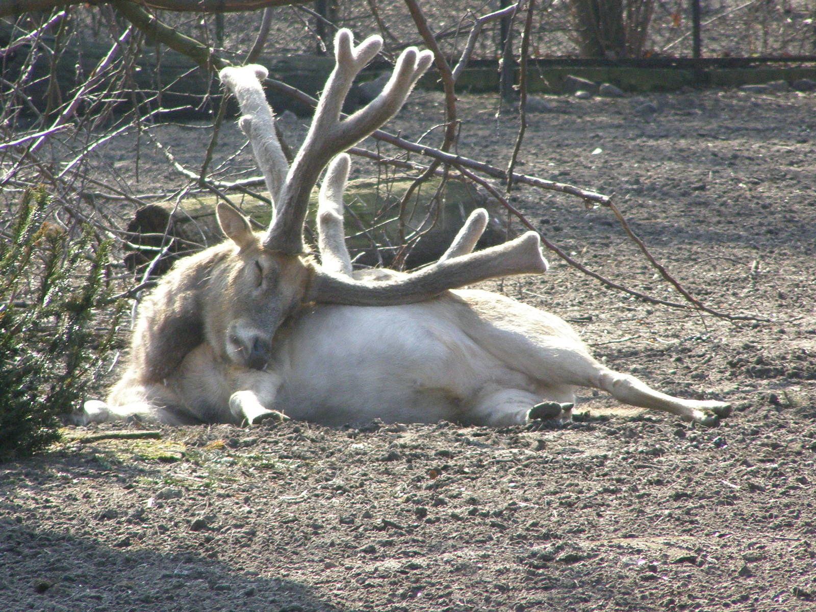 milu buck (Elaphurus davidianus)
