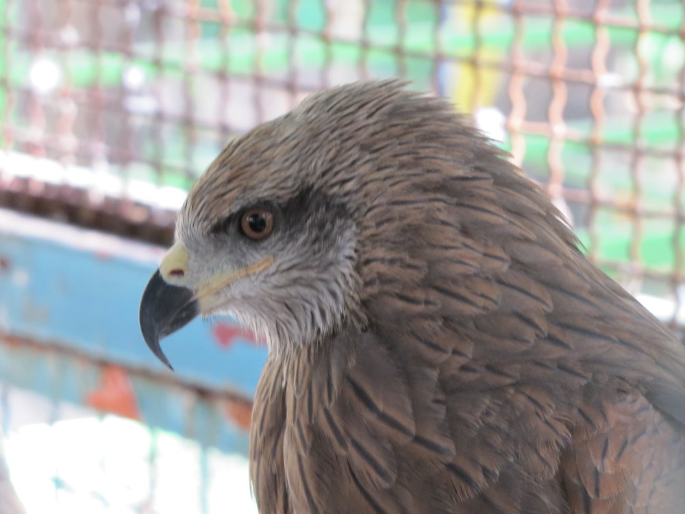 Milvus migrans(tehran zoo)
