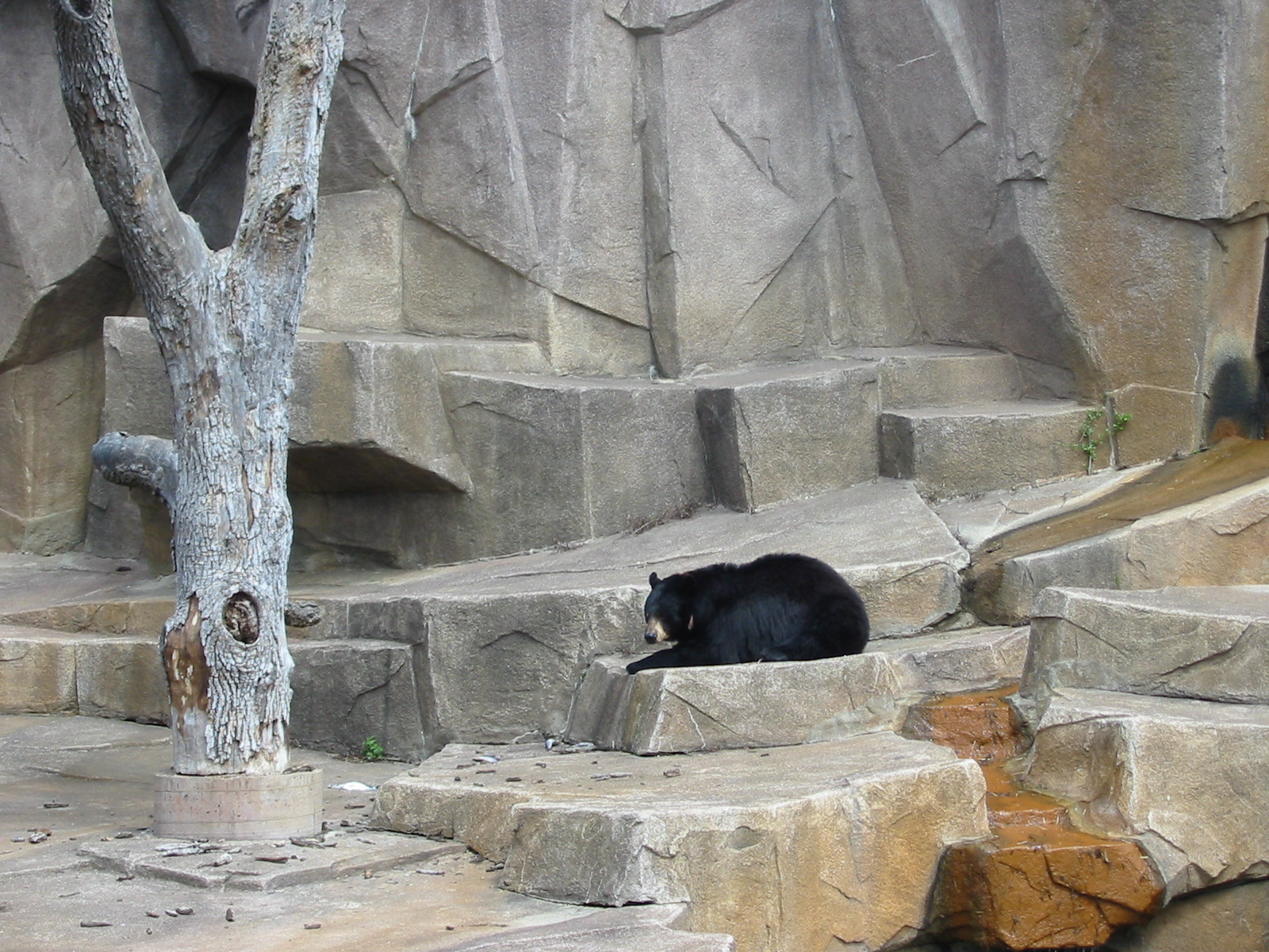 Milwaukee County Zoo 2003 - American Black Bear exhibit
