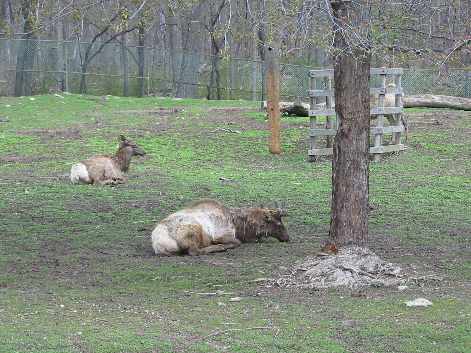 Milwaukee County Zoo 2003 - American Elk