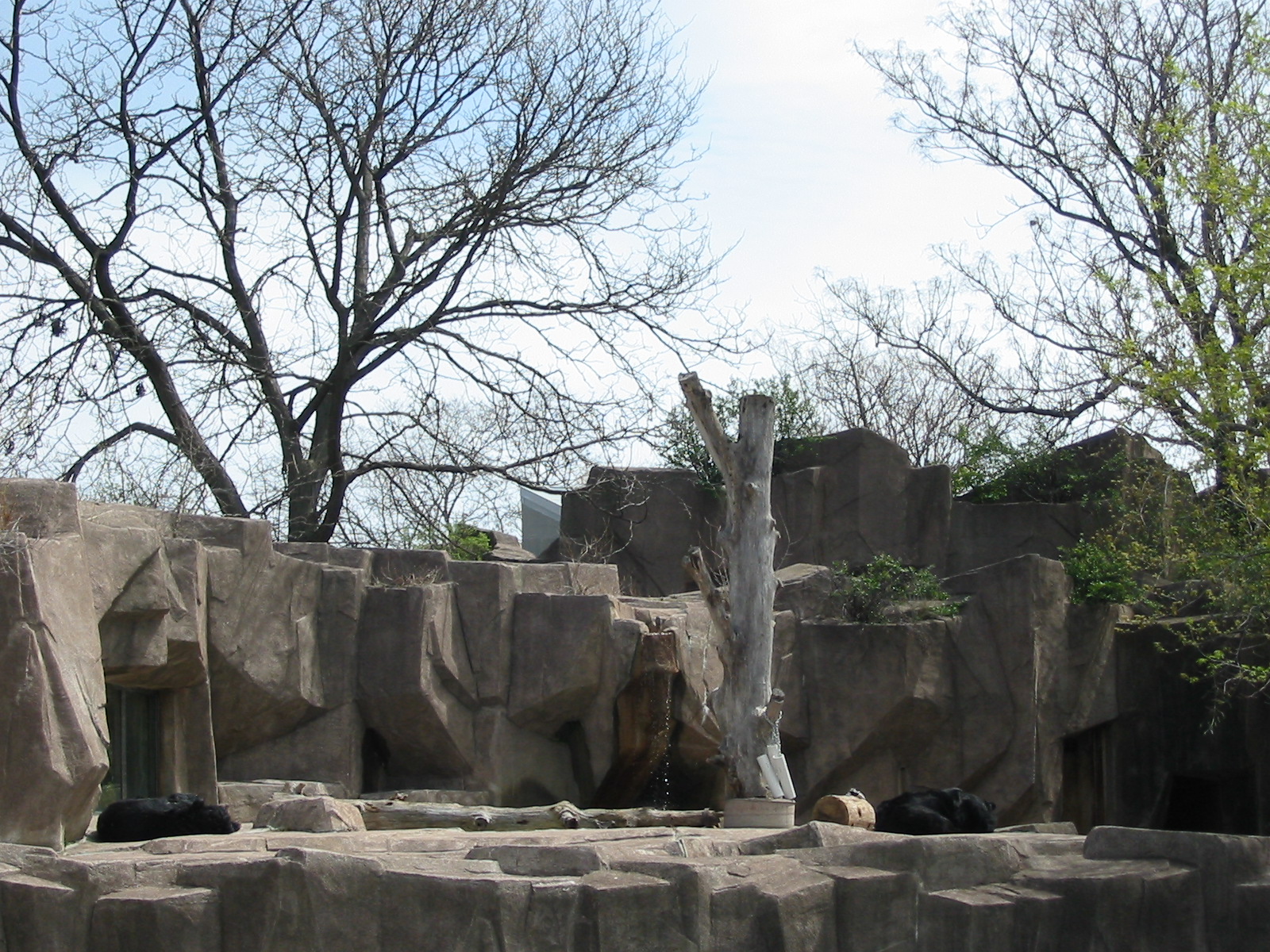 Milwaukee County Zoo 2003 - Asiatic or American Black Bears?
