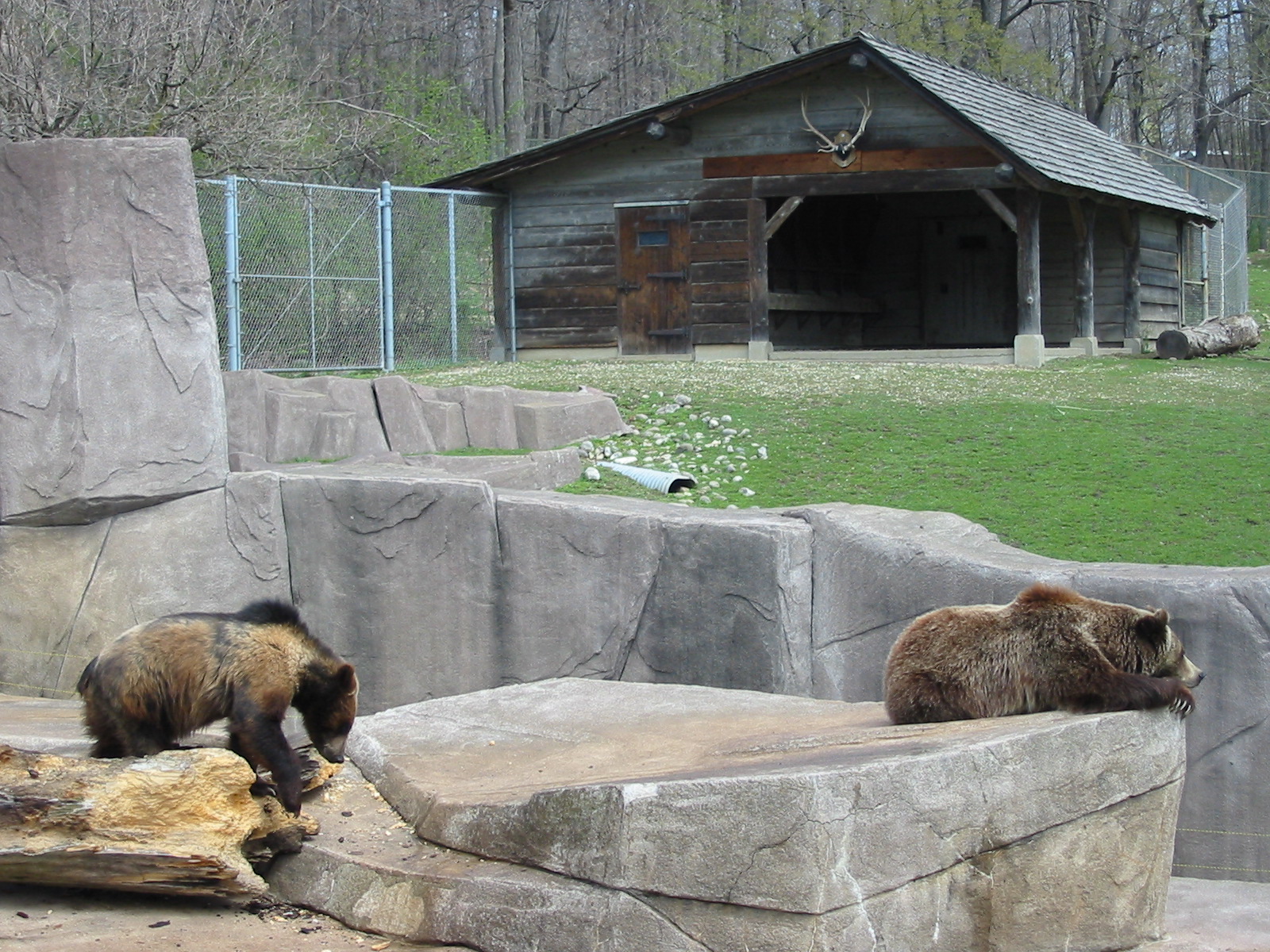 Milwaukee County Zoo 2003 - Brown Bear and cub