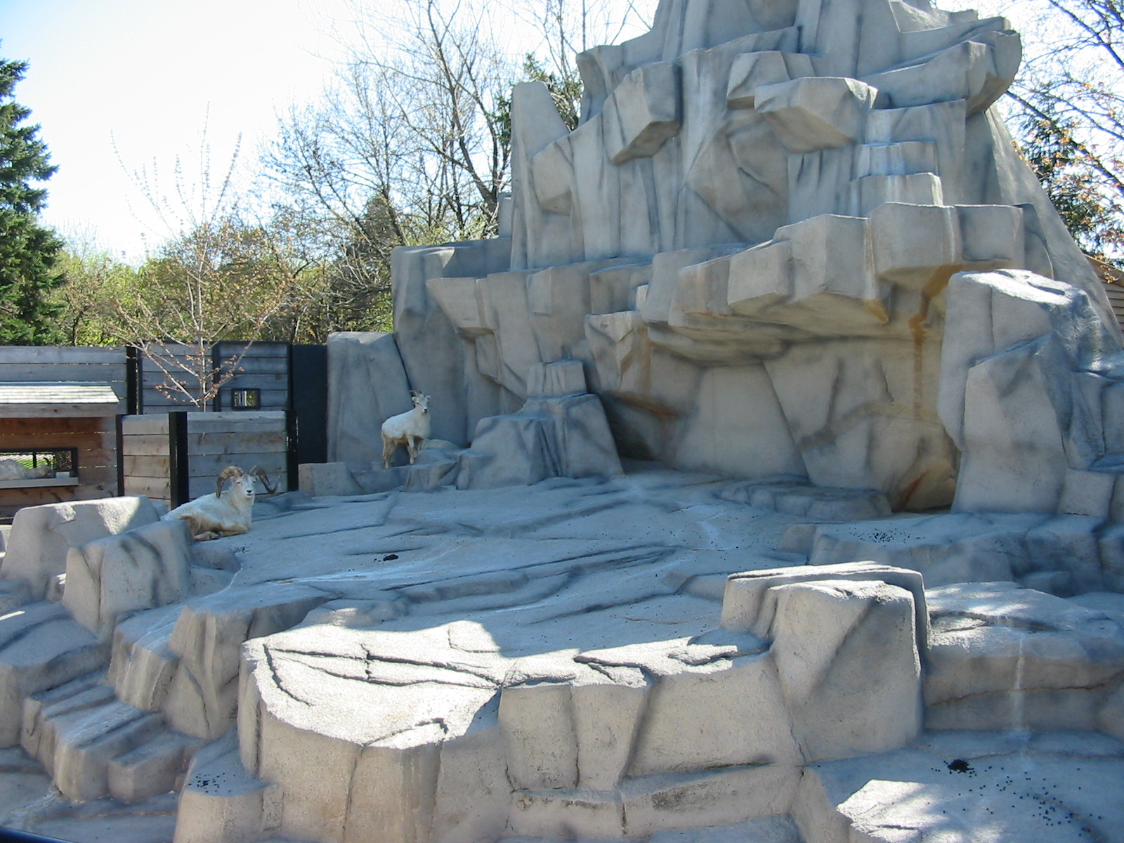 Milwaukee County Zoo 2003 - Dalls Sheep exhibit