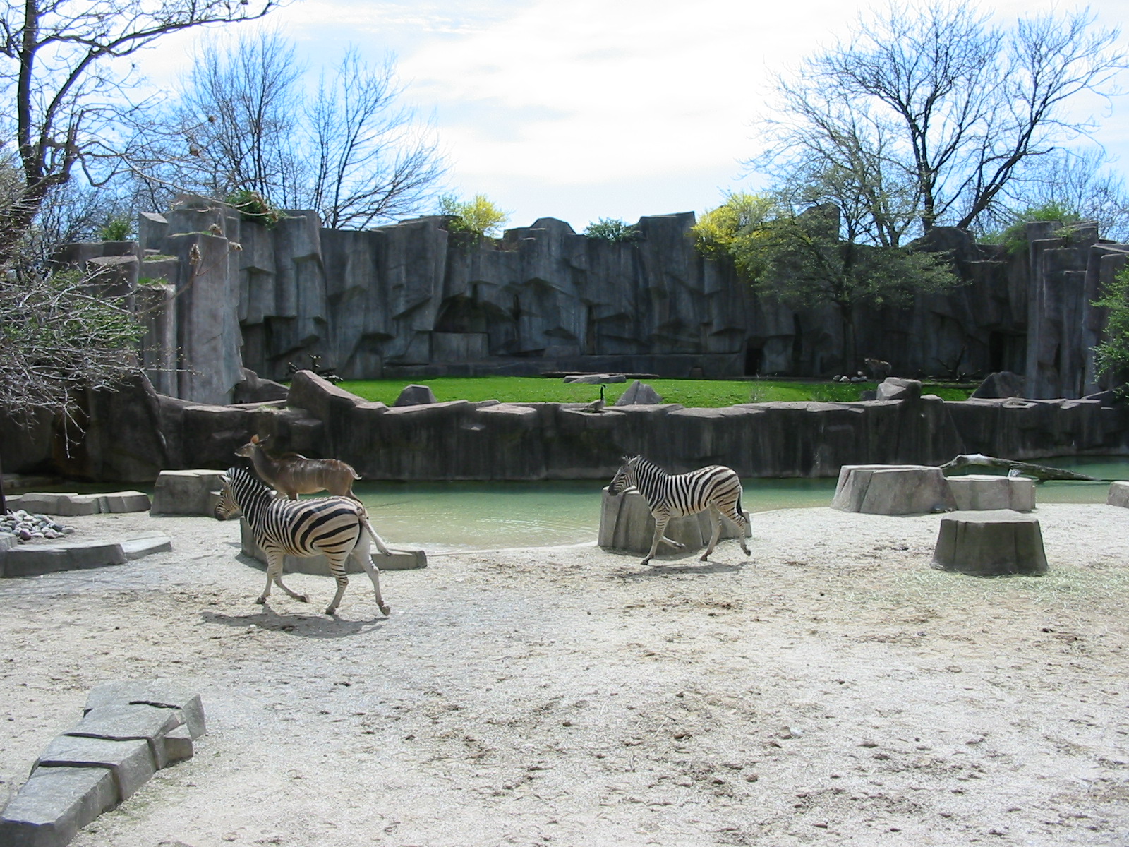 Milwaukee County Zoo 2003 - Greater Kudu and Plains Zebra exhibit