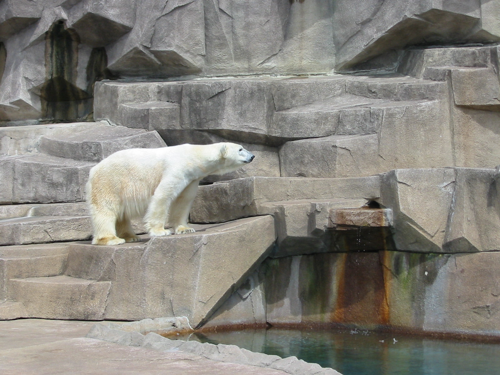 Milwaukee County Zoo 2003 - Polar Bear