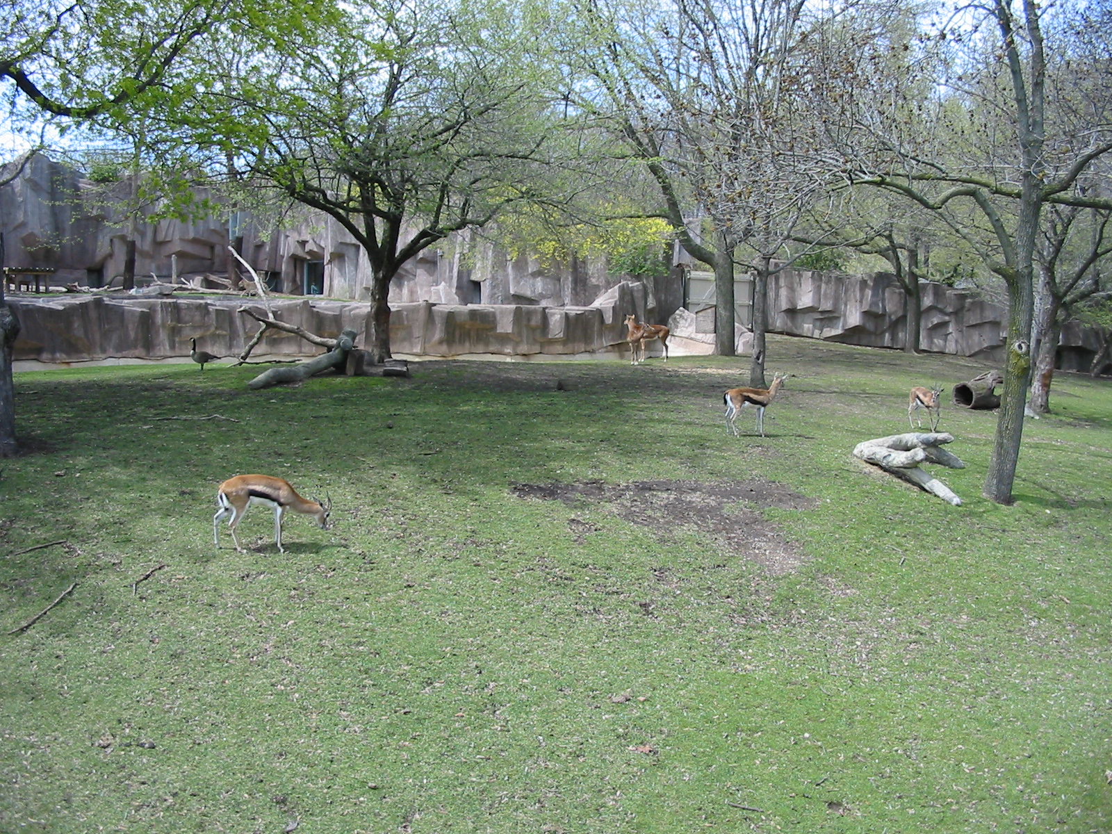 Milwaukee County Zoo 2003 - Spekes Gazelle exhibit