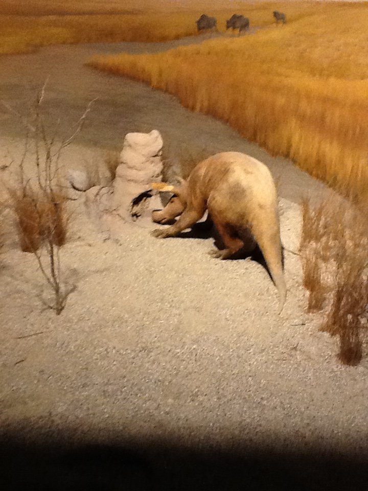 Milwaukee Public Museum - Africa - Aardvark in Watering Hole Diorama