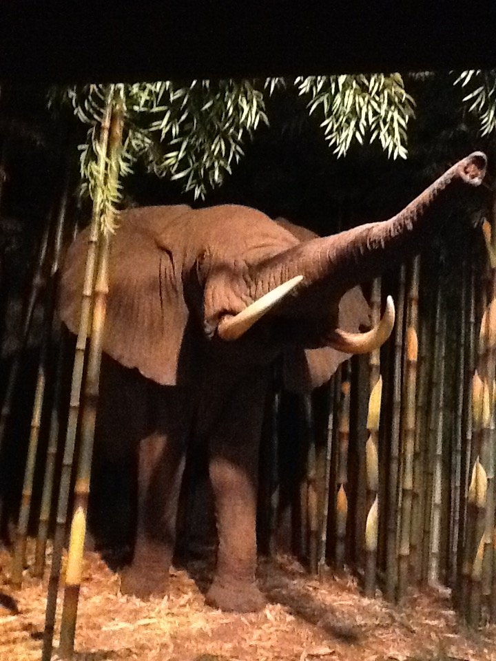 Milwaukee Public Museum - Africa - African Forest Elephant in Bamboo Forest Diorama
