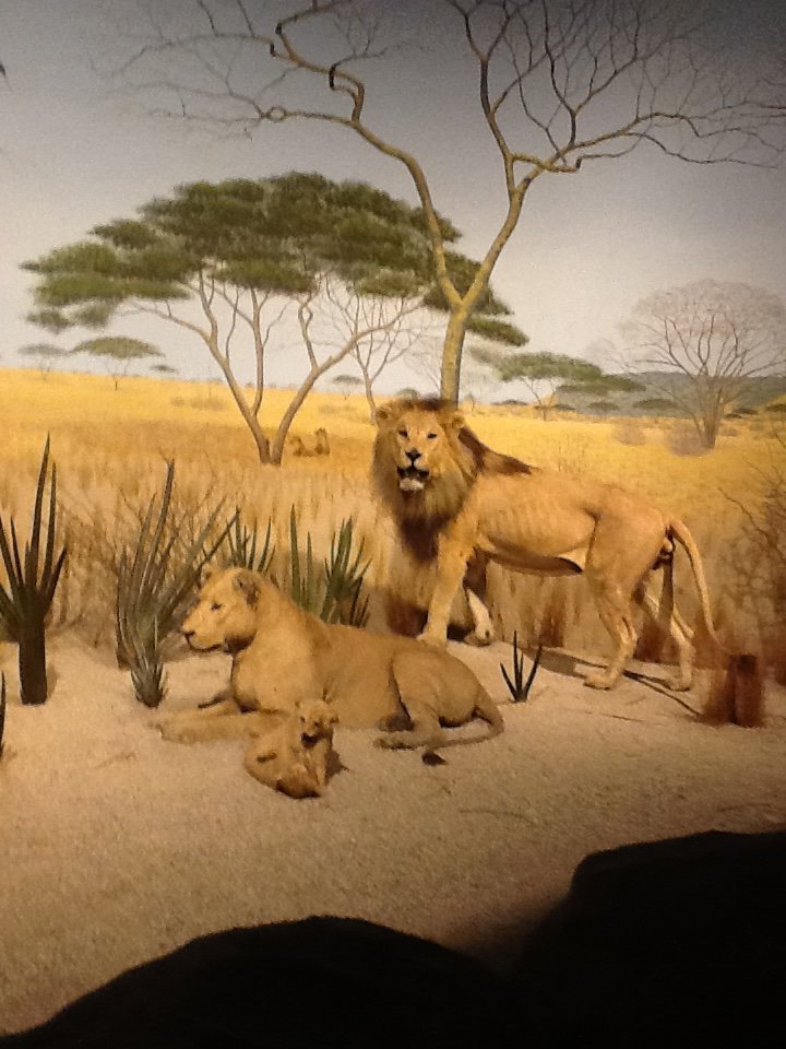 Milwaukee Public Museum - Africa - African Lions in Rhino Diorama