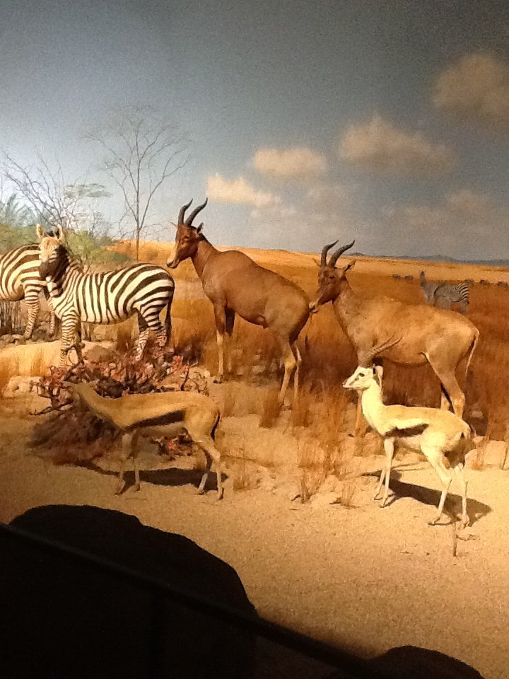 Milwaukee Public Museum - Africa - African Watering Hole Diorama