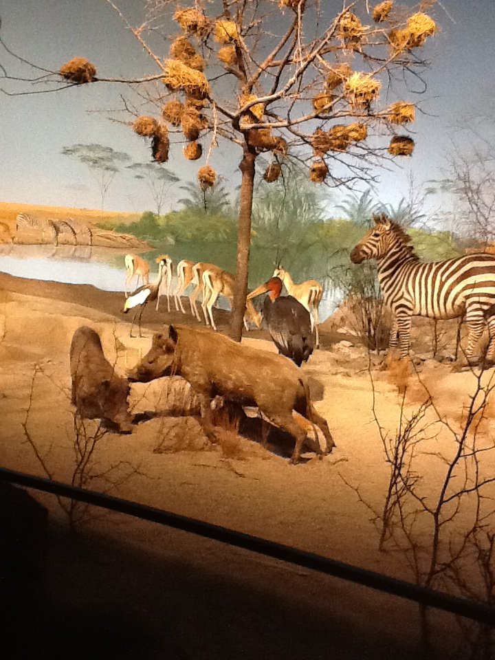 Milwaukee Public Museum - Africa - African Watering Hole Diorama