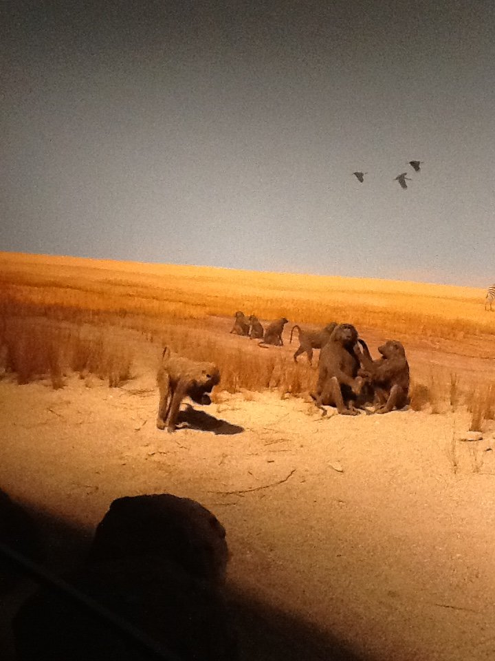Milwaukee Public Museum - Africa - Baboons in African Watering Hole Diorama