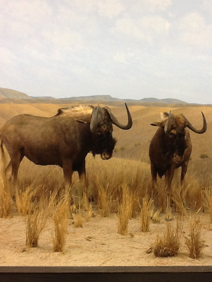 Milwaukee Public Museum - Africa - Black Wildebeest Diorama