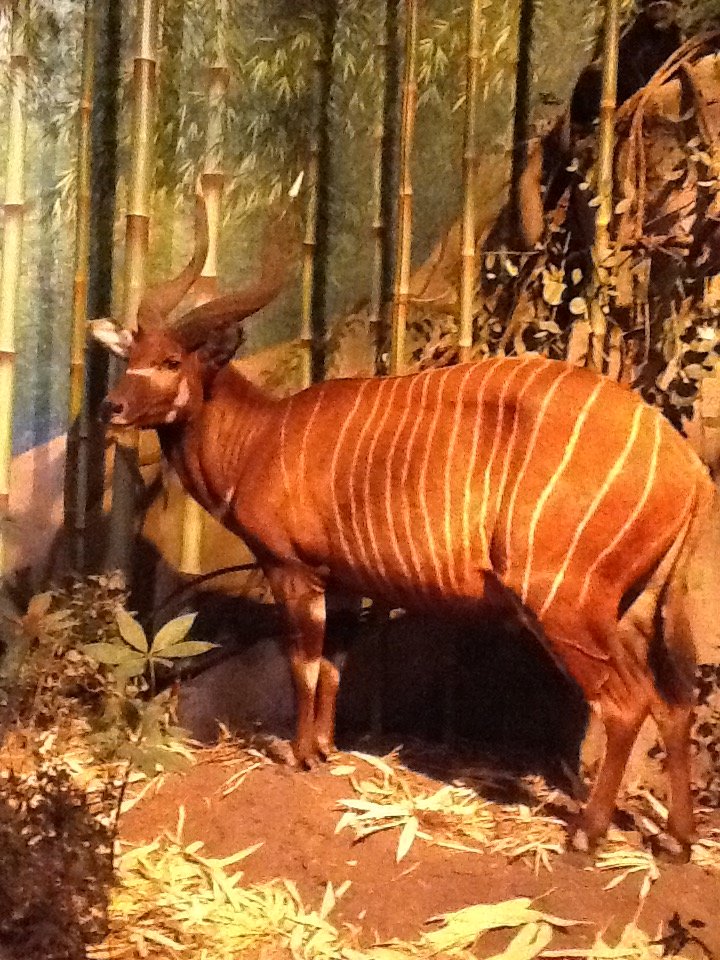 Milwaukee Public Museum - Africa - Bongo in Bamboo Forest Diorama