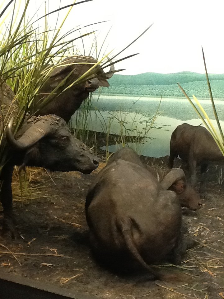 Milwaukee Public Museum - Africa - Cape Buffalo Diorama