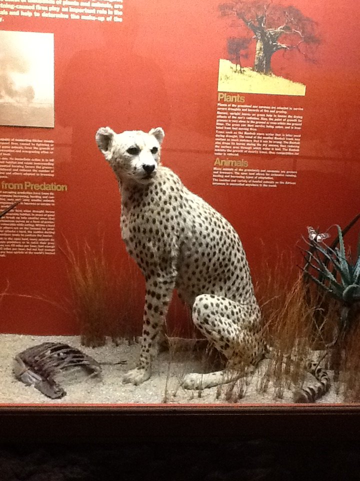 Milwaukee Public Museum - Africa - Cheetah