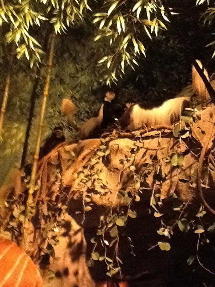 Milwaukee Public Museum - Africa - Colobus Monkeys in Bamboo Forest Diorama