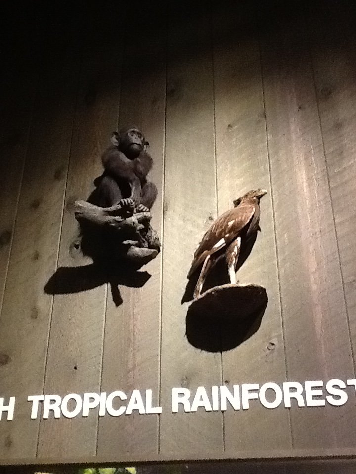 Milwaukee Public Museum - Africa - Eagle Species ID? And Gorilla or Chimpanzee?