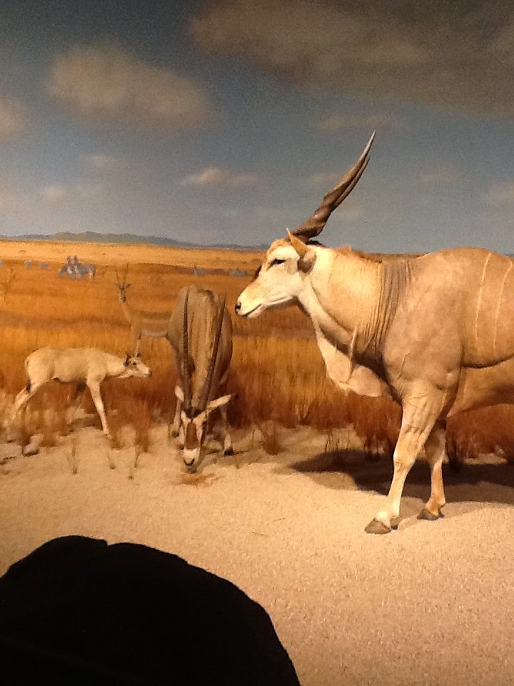 Milwaukee Public Museum - Africa - Eland and Oryx in African Watering Hole Diorama