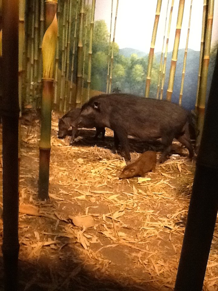 Milwaukee Public Museum - Africa - Giant Forest Hog in Bamboo Diorama