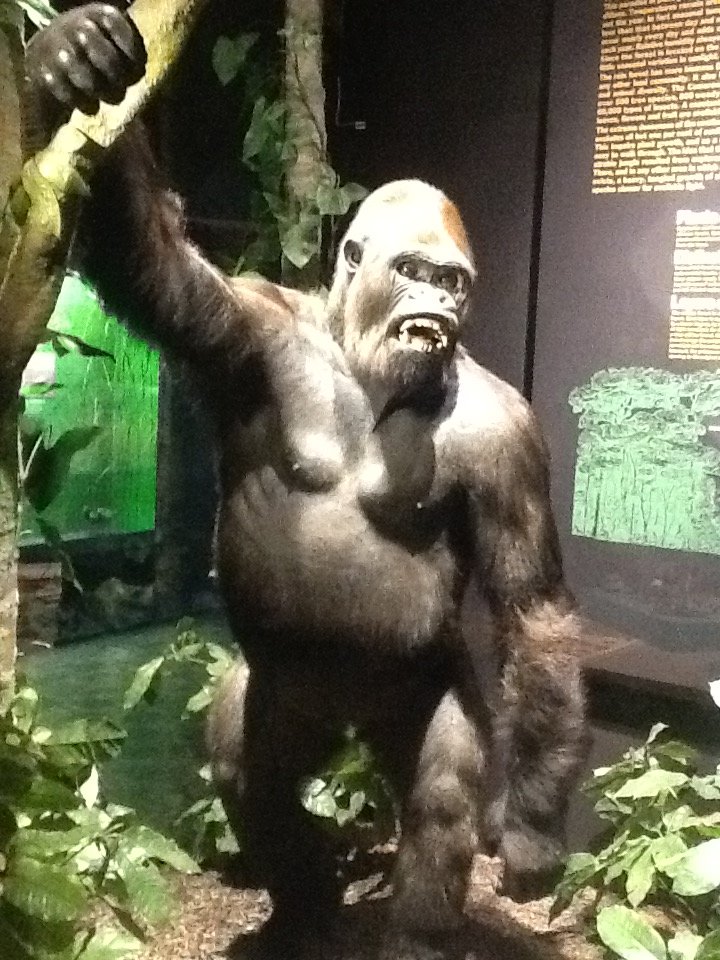 Milwaukee Public Museum - Africa - Gorilla