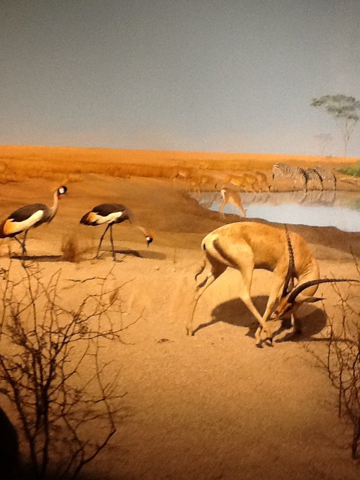 Milwaukee Public Museum - Africa - Grant's Gazelle and Crowned Cranes in African Watering Hole Diorama
