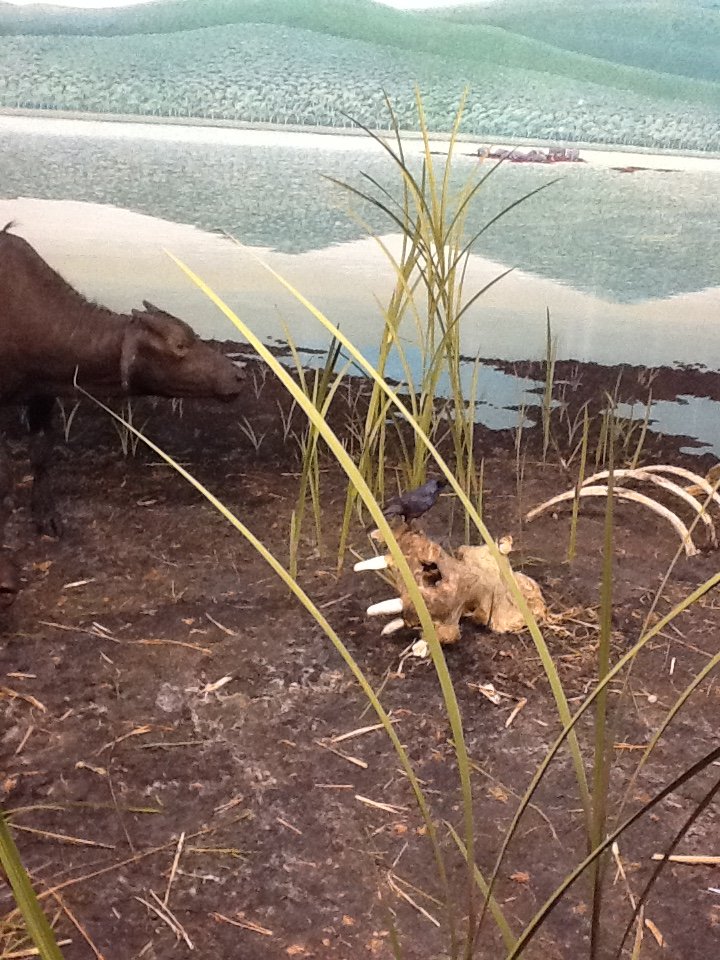 Milwaukee Public Museum - Africa - Hippo Skeleton in Cape Buffalo Diorama