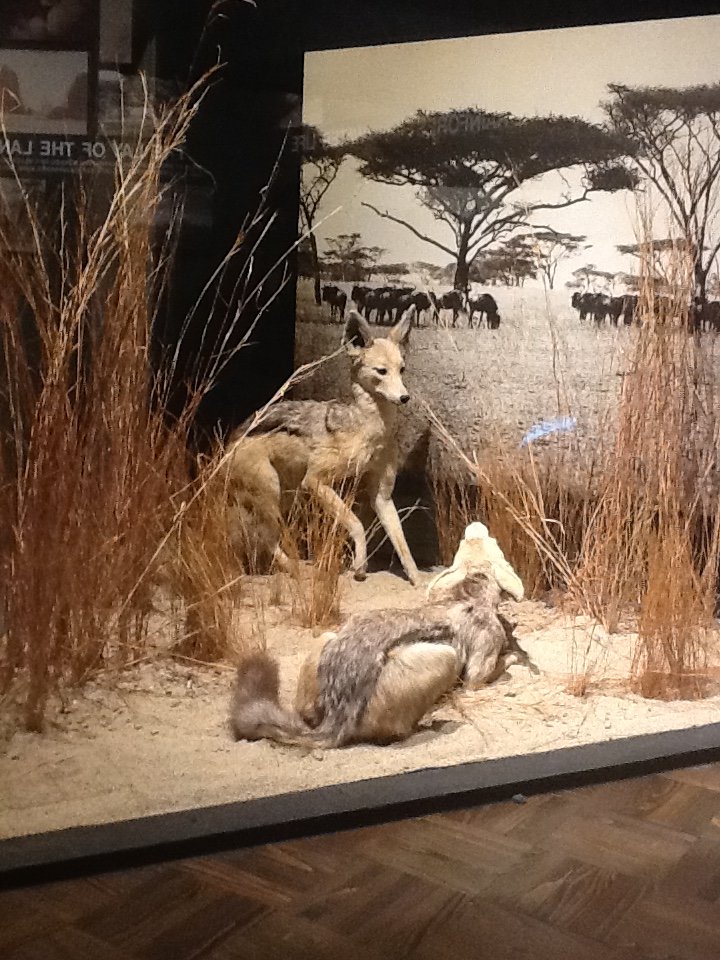 Milwaukee Public Museum - Africa - Jackals