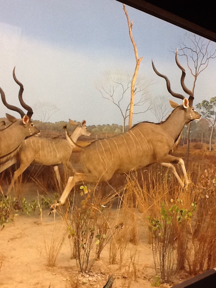 Milwaukee Public Museum - Africa - Lesser Kudu in Sable Antelope Diorama